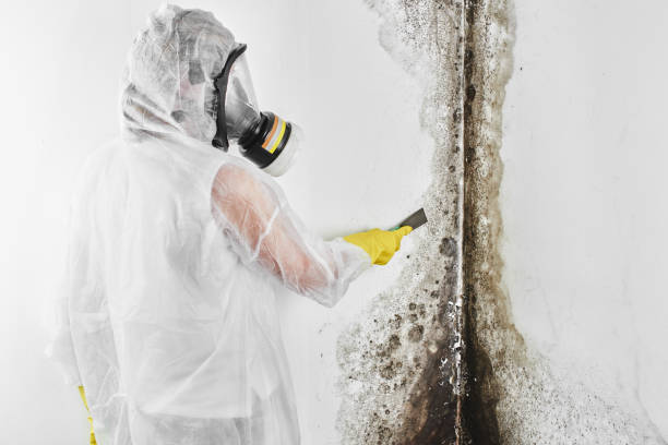 Best Residential Mold Remediation in Wheaton, MD