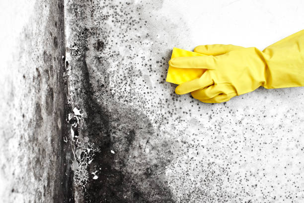 Best Emergency Mold Remediation in Wheaton, MD