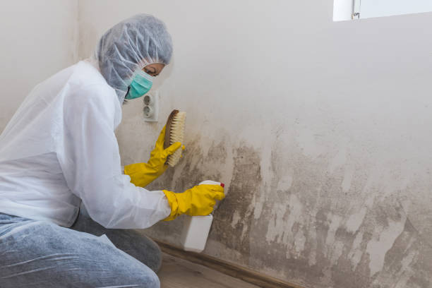 Best Black Mold Remediation in Wheaton, MD