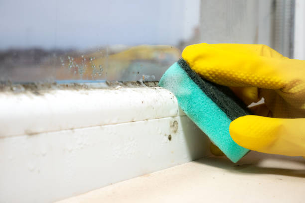 Best Residential Mold Remediation in Wheaton, MD