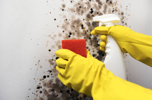 Best Mold Remediation for Specific Building Types in Wheaton, MD