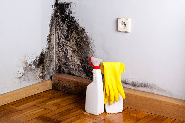 Best Mold Testing and Inspection Services in Wheaton, MD