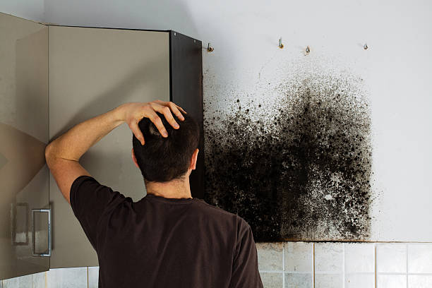 Best Attic Mold Remediation in Wheaton, MD