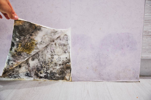 Best Commercial Mold Remediation in Wheaton, MD